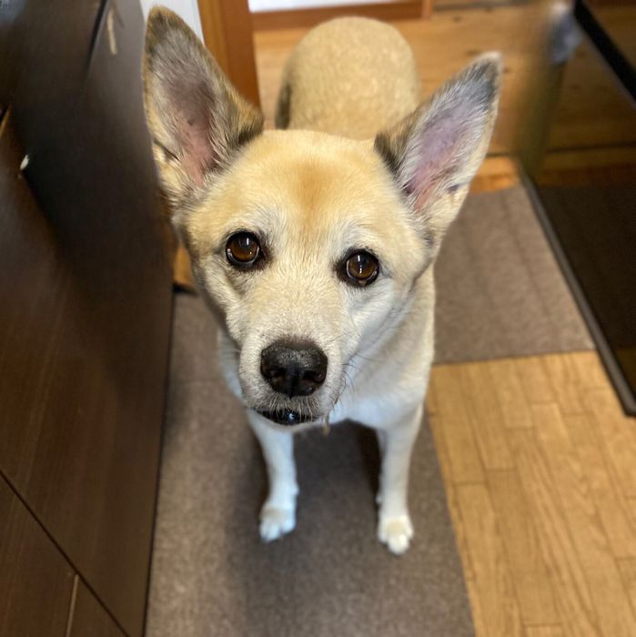 10才の犬