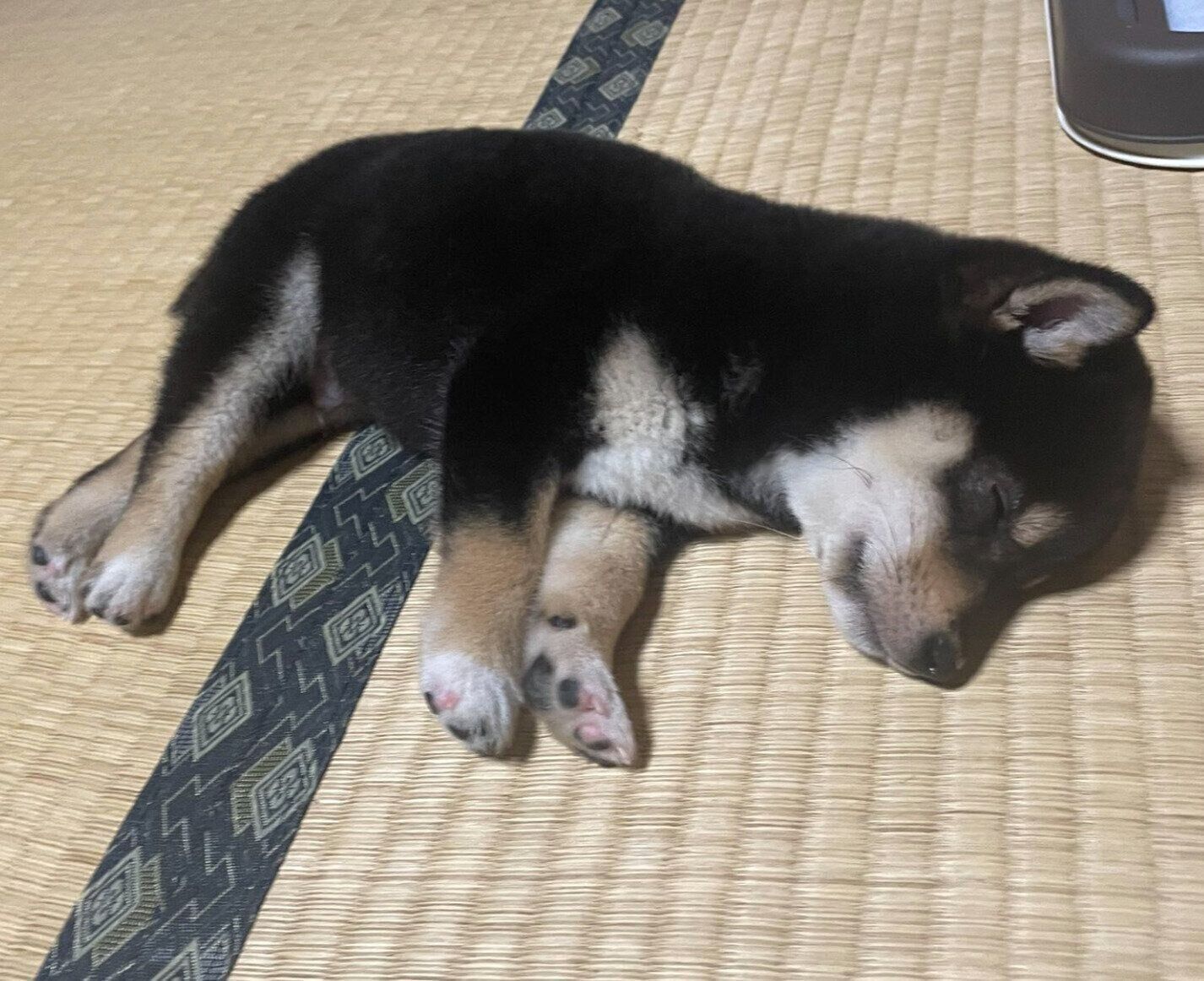 急に力尽きてしまったこたくん