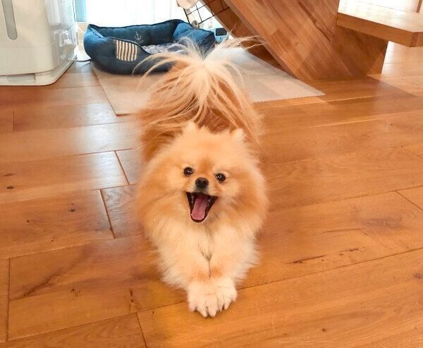 口を大きく開けるぽぽちゃん