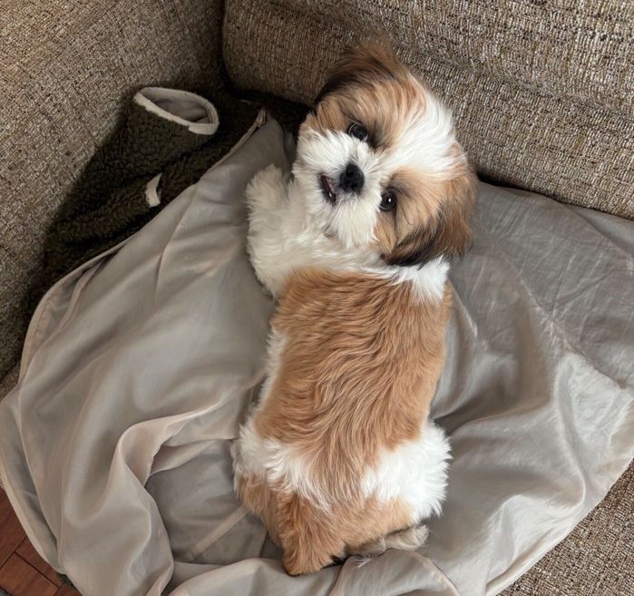 見つめるはんぺんくん