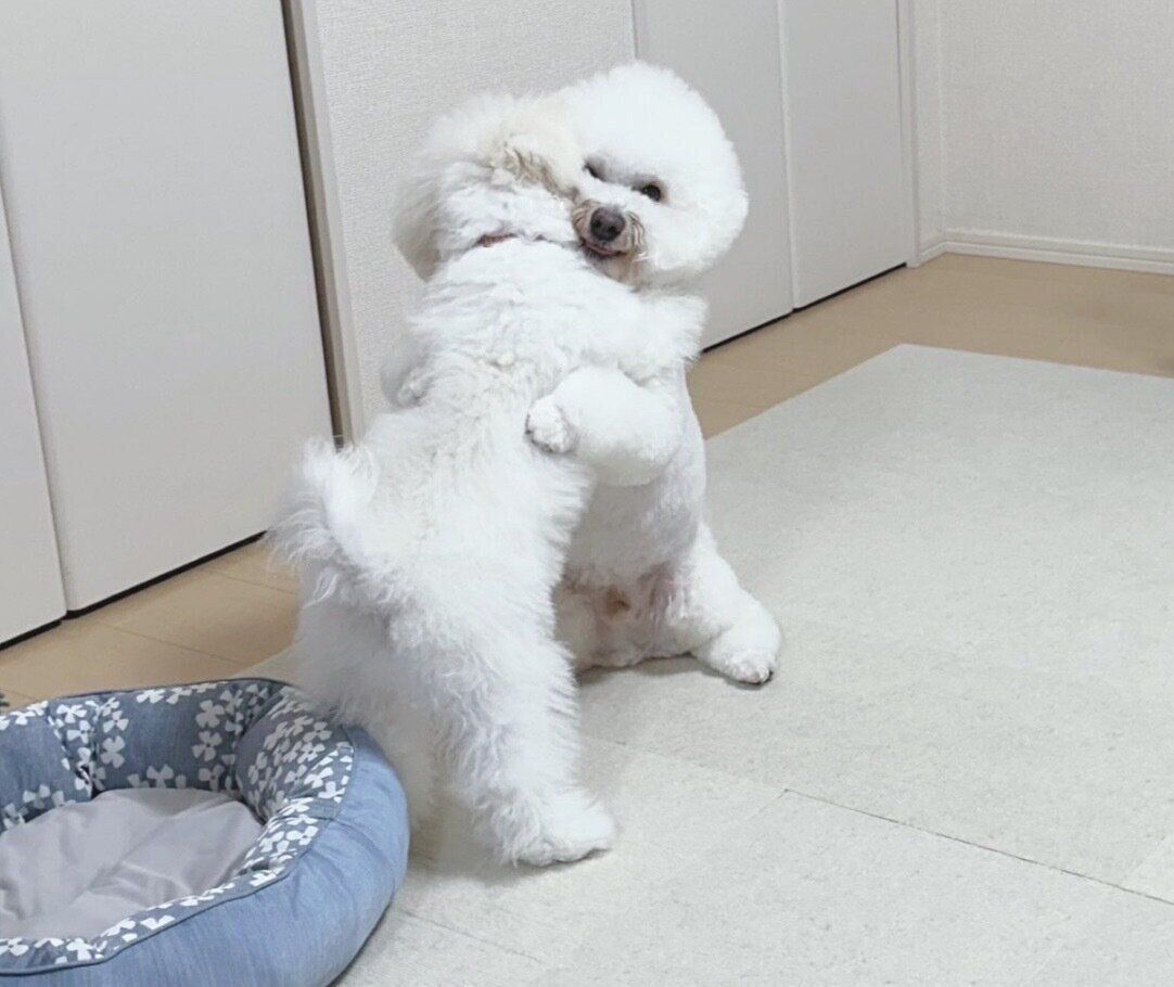 ギュッと抱き合ううにくん、いくらくん