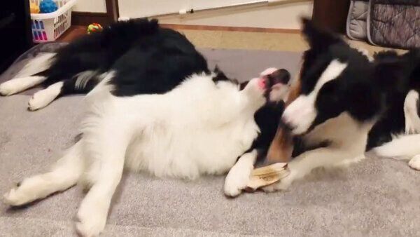 おやつを食べるチロルくんとノエルちゃん