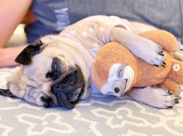 ぬいぐるみを抱えて眠るぱぐぞうくん