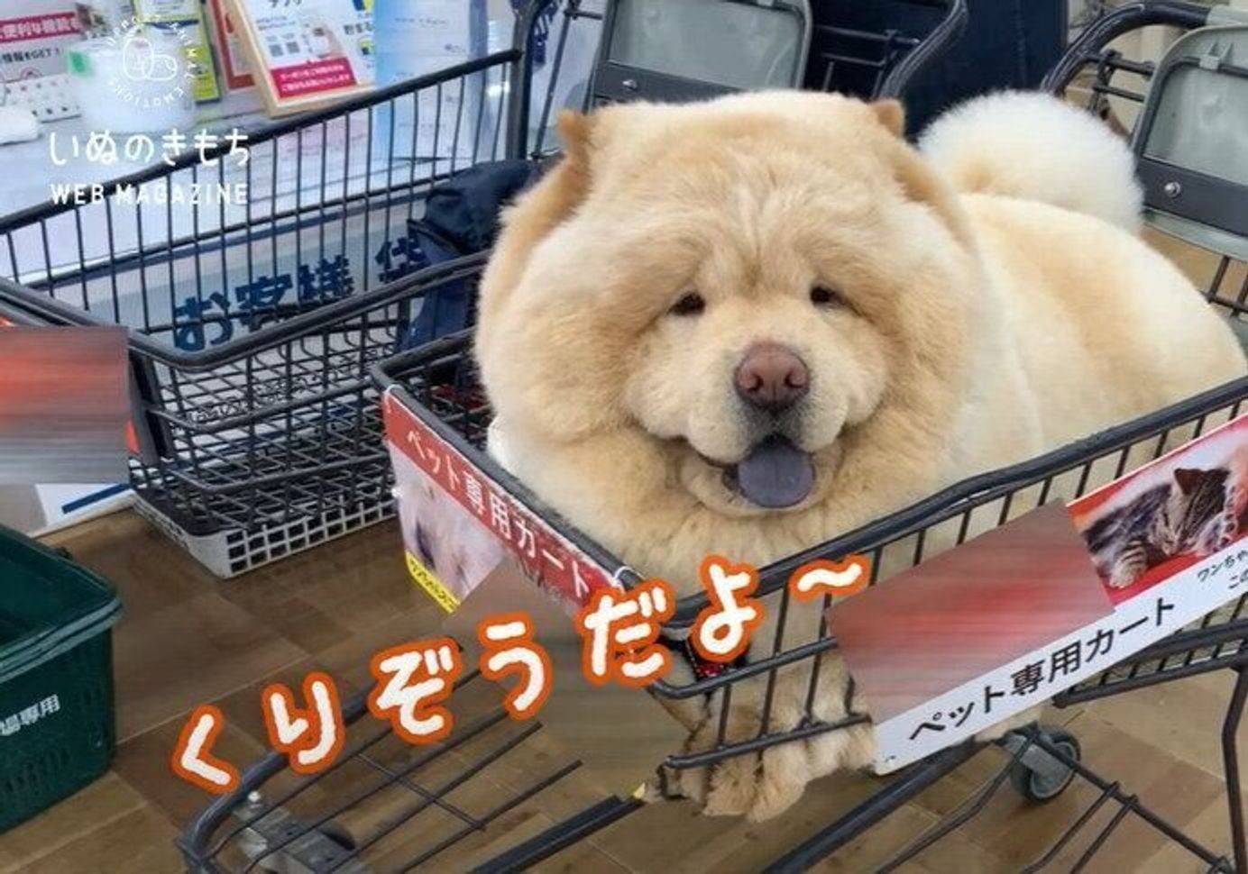 モフモフ犬 代表 チャウ チャウ くり蔵くん の癒し動画集めました いぬのきもちweb Magazine モフモフ犬 代表 チャウ チャウ くり蔵くん の癒し動画集めました いぬのきもちweb Magazine