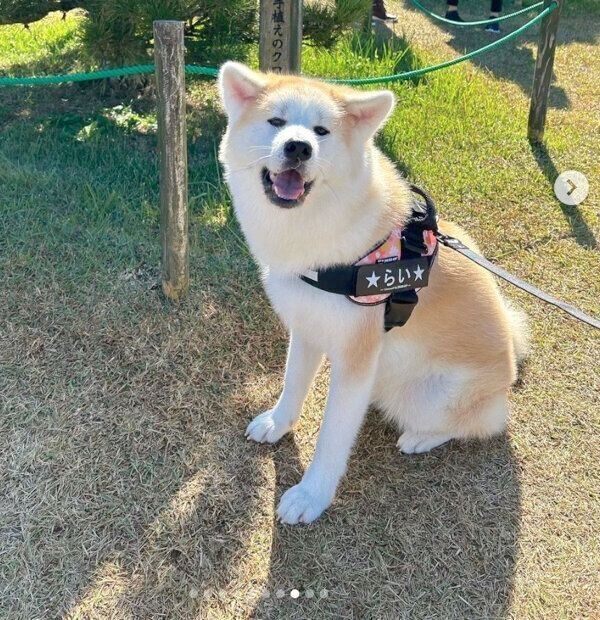 笑顔が可愛いらいちゃん