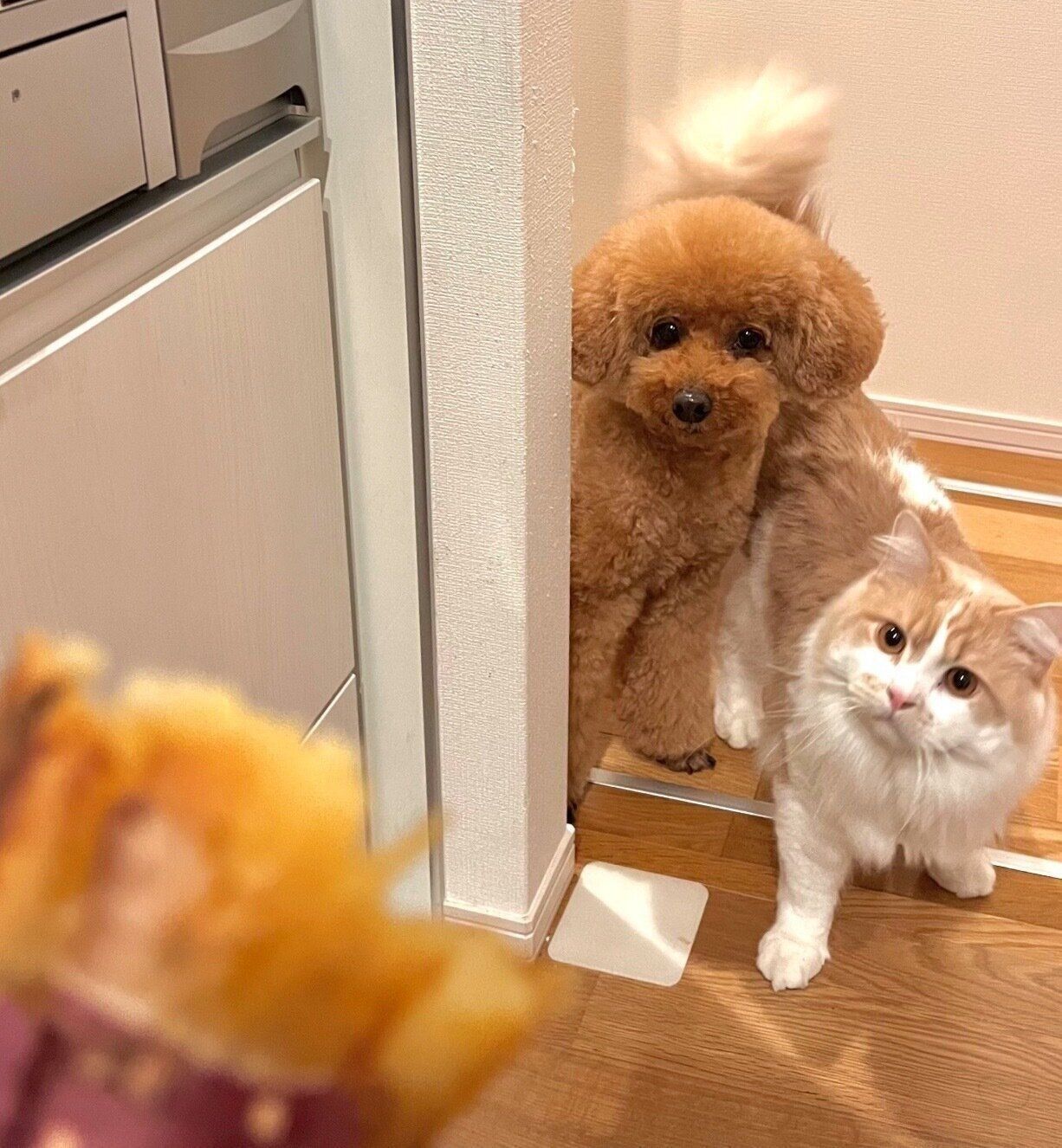 焼き芋を食べる飼い主さんを見つめるプーチンくんと猫のキキくん