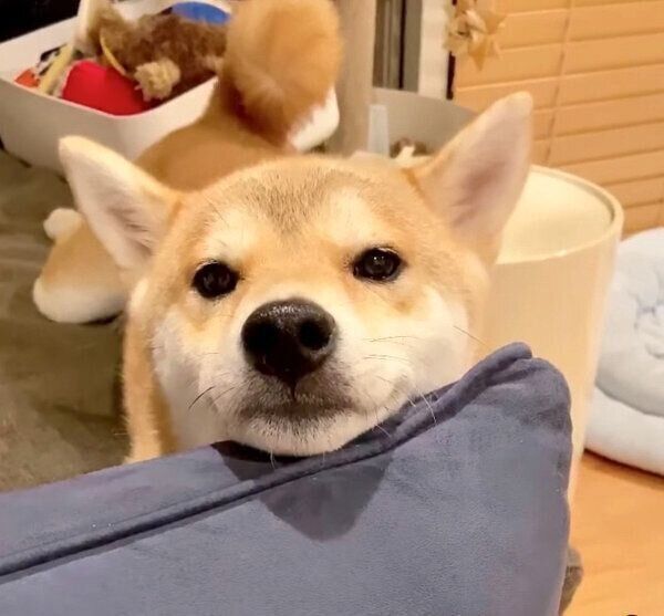 見つめるユクちゃん