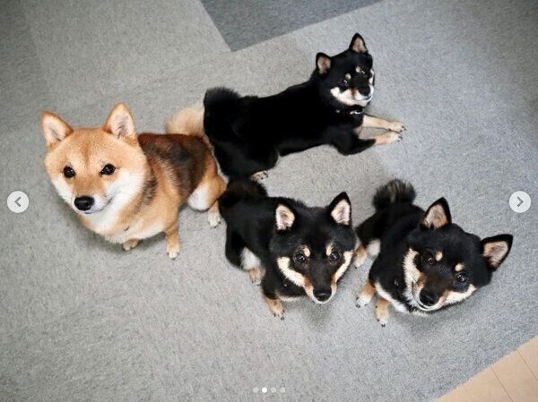 「オヤツください」とアピールする犬たち