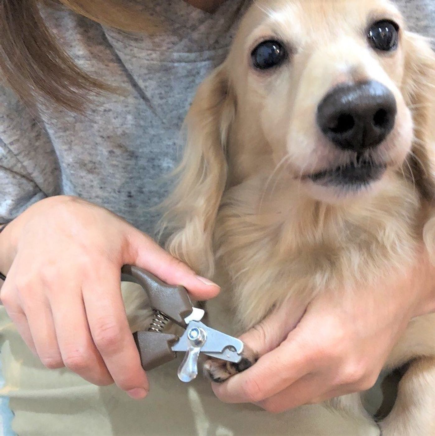 使いやすい ダイソー 100均 の 犬用つめきり 体験レビュー いぬのきもちweb Magazine 使いやすい ダイソー 100均 の 犬用つめきり 体験レビュー いぬのきもちweb Magazine