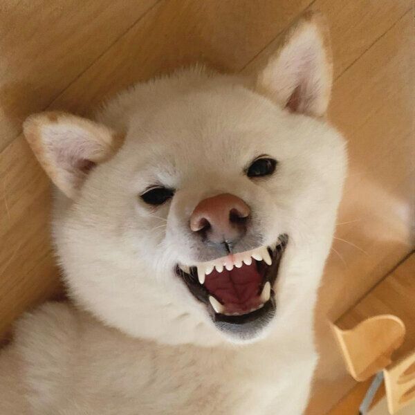 見つめるゆきちゃん