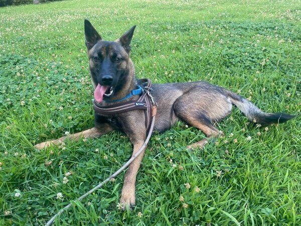 芝生の上でまったりするコハクちゃん