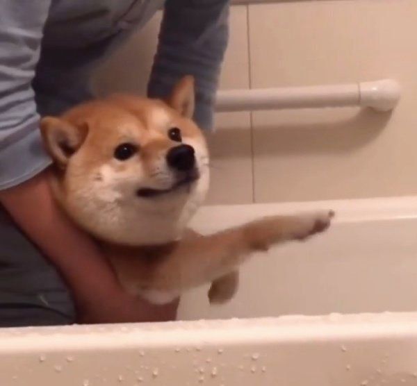 お風呂に入ろうとする豆千代くん