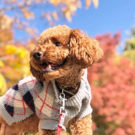 トイ・プードル・ごぅくん・お散歩