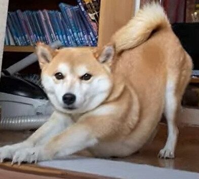 階段の上でパパさんを待つハナちゃん