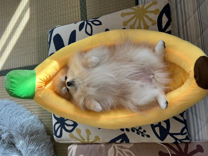 初めてバナナベッドで寝たときのいぶきちゃん