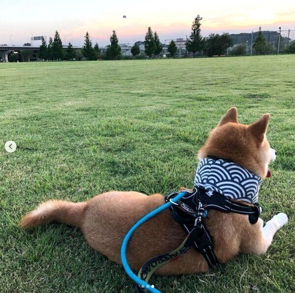 芝生の上でまったりする咲ク太郎くん