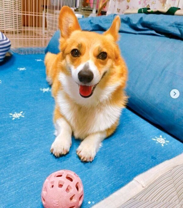 見つめるゆずちゃん