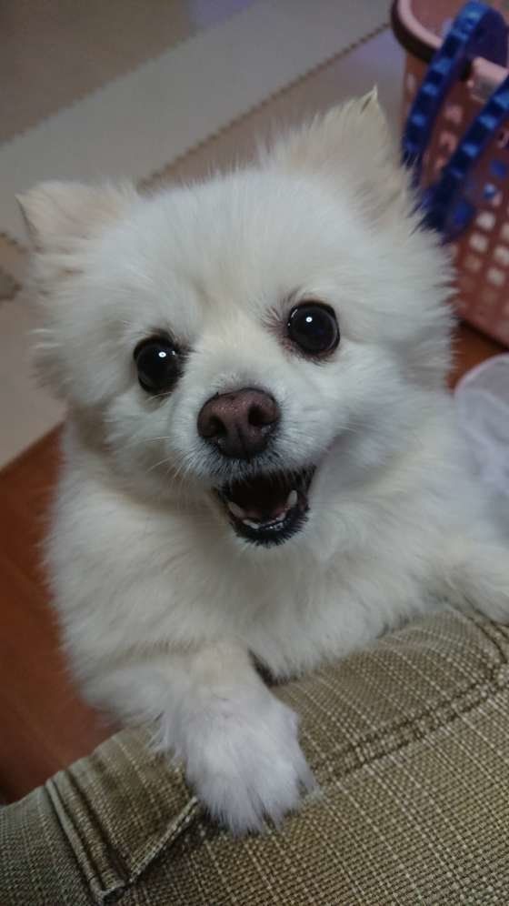 ごはん待ちのノエルちゃん