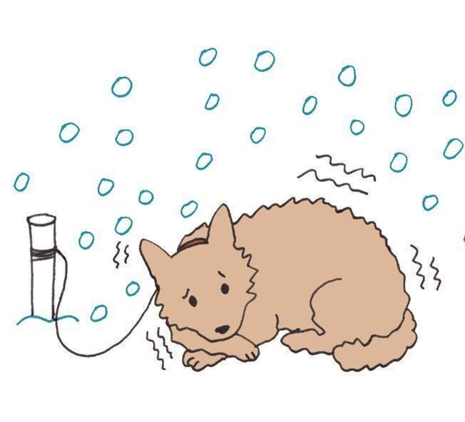 外飼いの場合も、寒い日はとくに、子犬、シニア犬は室内に入れましょう