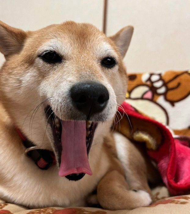 あくびをするむぎちゃん