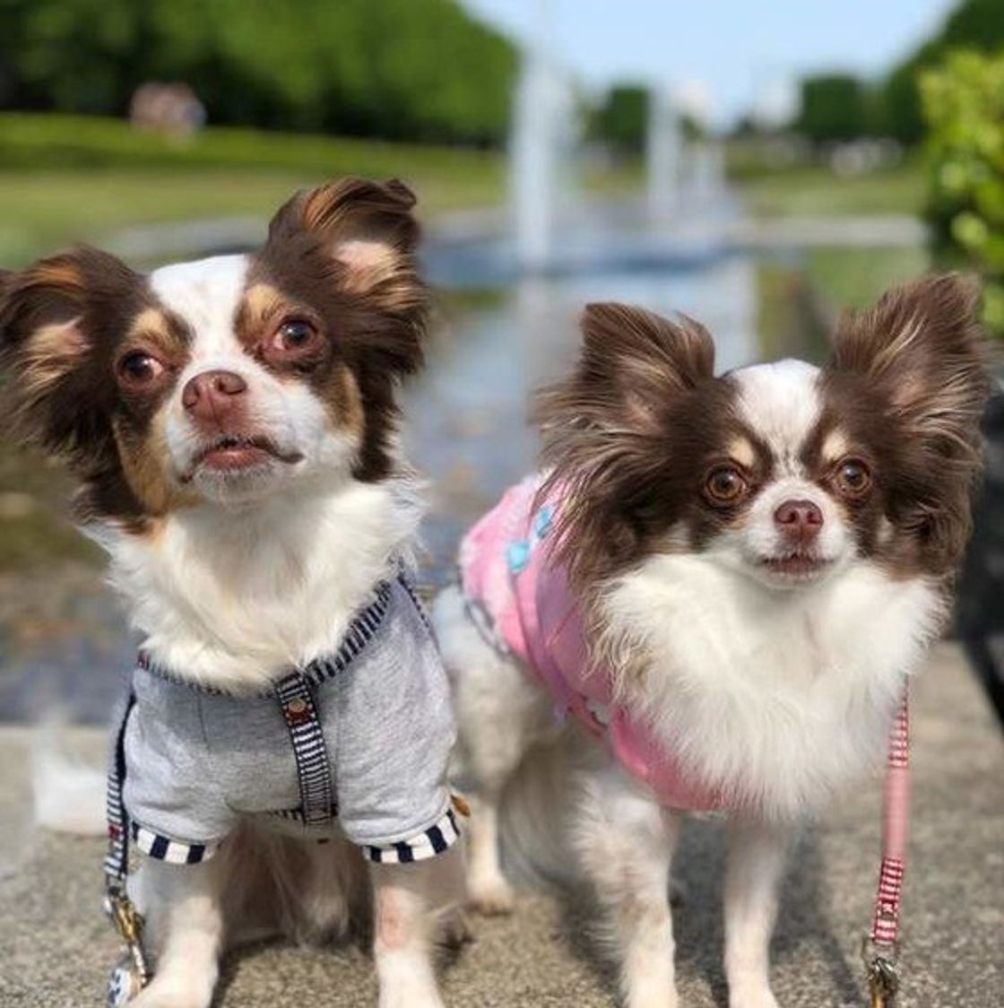 愛犬の ほかの犬に対するしぐさ には どんな理由や意味があるの いぬのきもちweb Magazine 愛犬の ほかの犬に対するしぐさ には どんな理由や意味があるの いぬのきもちweb Magazine