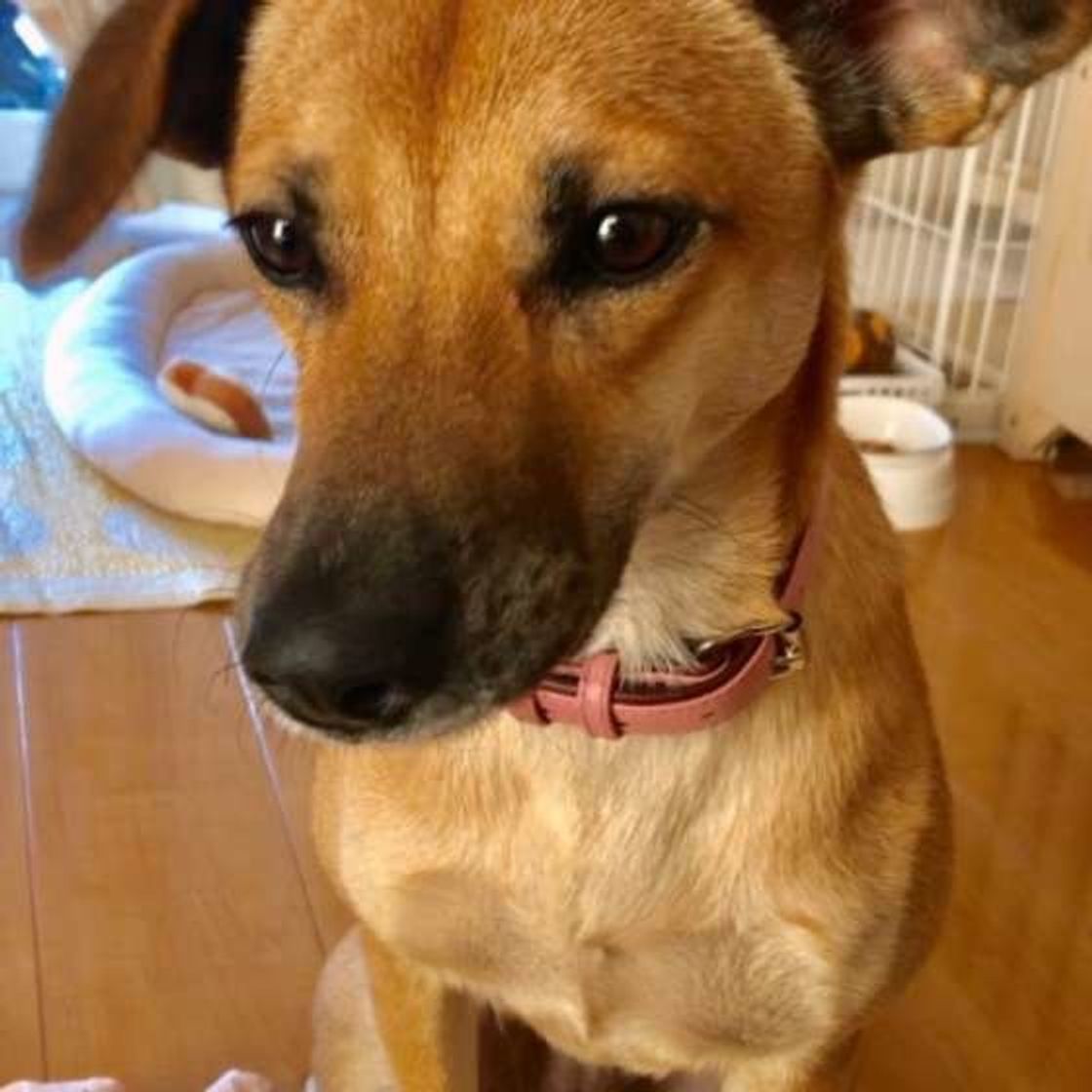 犬がごはんに不満があるときの行動 食にわがままになる原因 知ってる いぬのきもちweb Magazine 犬がごはんに不満があるときの行動 食にわがままになる原因 知ってる いぬのきもちweb Magazine