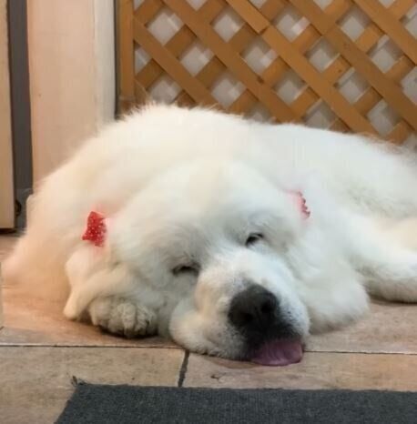 お父さんを警備する大型犬 でもそばにいると結局 スヤスヤ寝ちゃう いぬのきもちweb Magazine