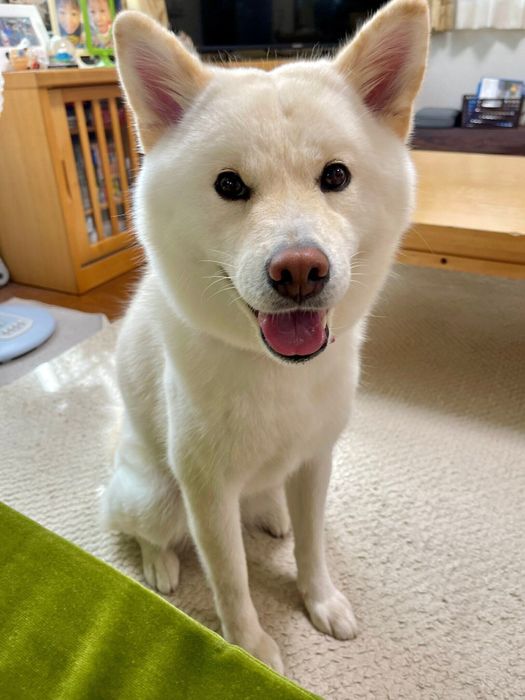 お願いごとがあるときの白玉ちゃん