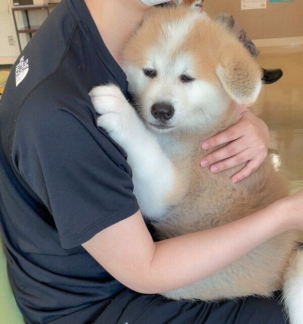 飼い主さんにしがみついて離れないしおんくん