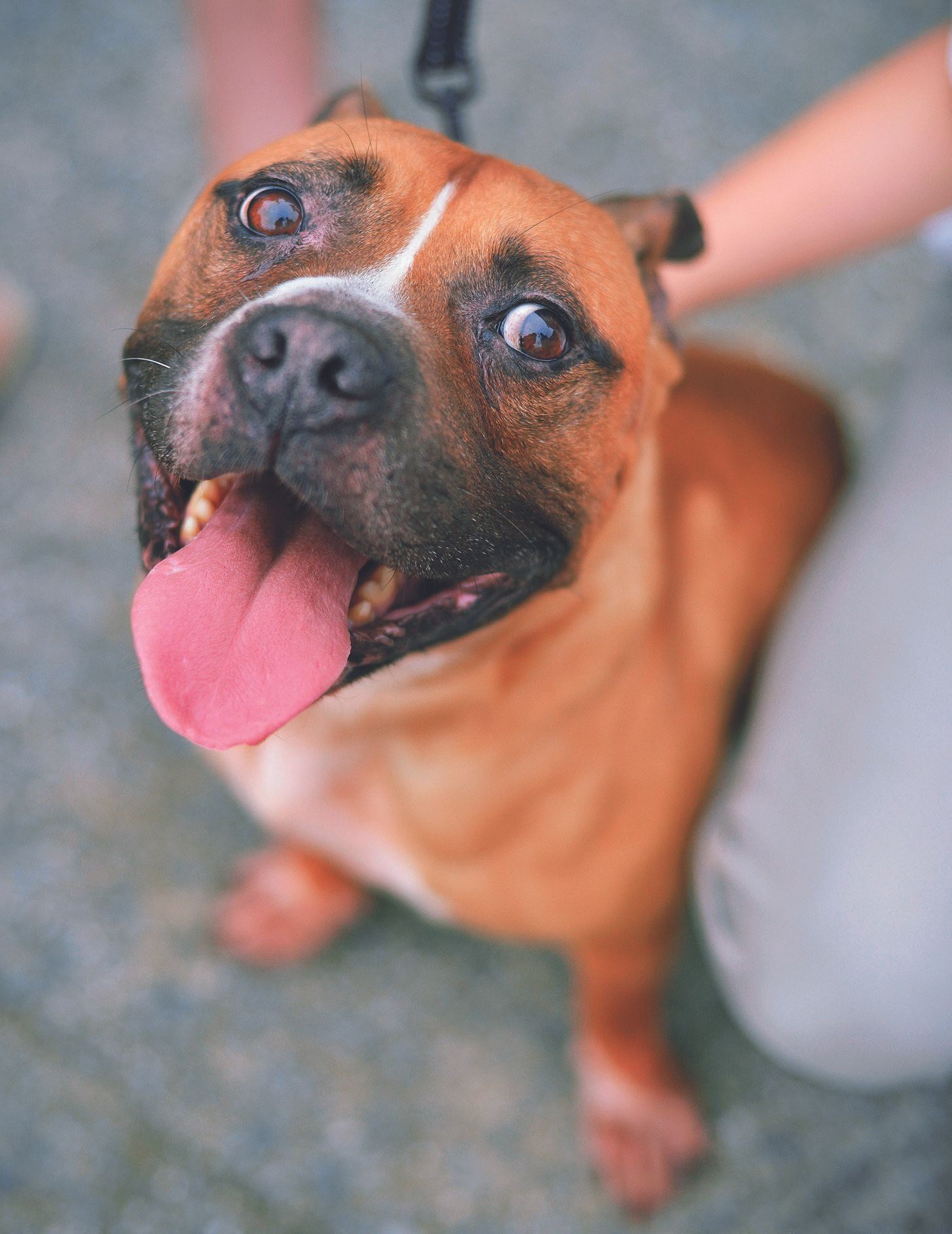 保護団体に引き取られ１年半後に新しい家族に譲渡されたとき！（犬丸さん撮影）
