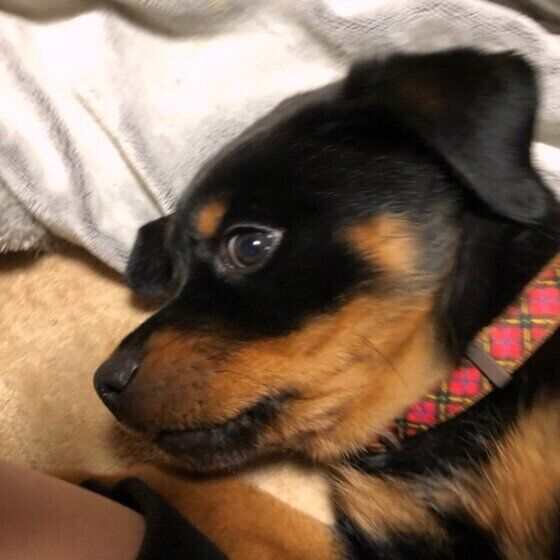 ロットワイラーのロニーちゃん