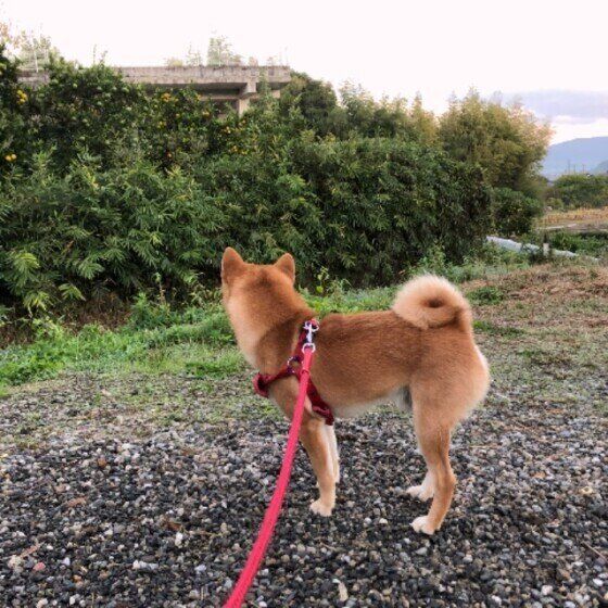 知らんぷりする柴犬