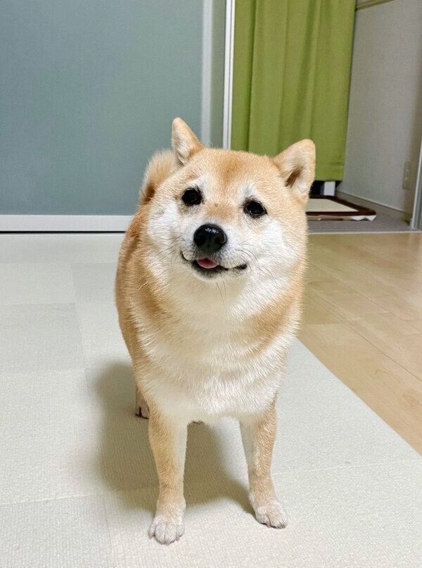だるまさんがころんだ風 の遊びをする柴犬 ジワリジワリと近づいてきて 胸キュンな行動を見せた いぬのきもちweb Magazine