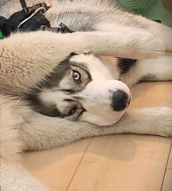 ロキちゃんの足に挟まるラリマーちゃん