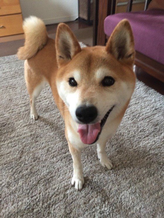 柴の小太郎ちゃん