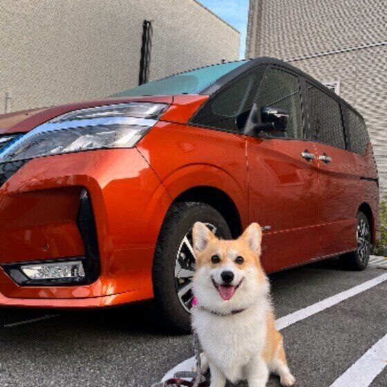 車の前に座るウェルシュ・コーギー・ペンブローク