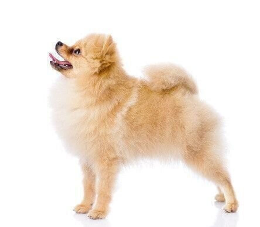 ポメラニアンの性格 飼い方のコツ 飼い主の悩みq A いぬのきもち 犬図鑑 いぬのきもちweb Magazine ポメラニアンの性格 飼い方のコツ 飼い主の悩みq A いぬのきもち 犬図鑑 いぬのきもちweb Magazine