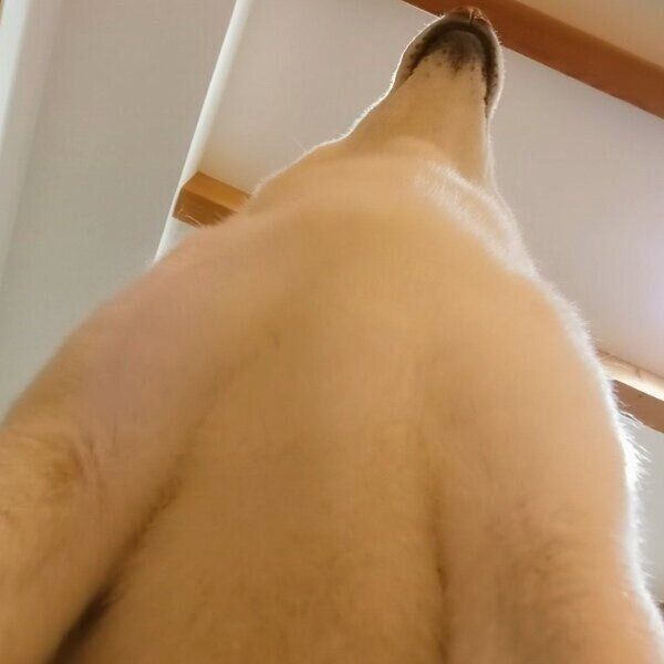 飼い主さんが見上げた位置にしろ子ちゃんの姿が