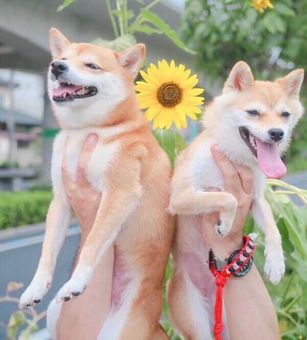 笑顔ににこちゃん、たまちゃん