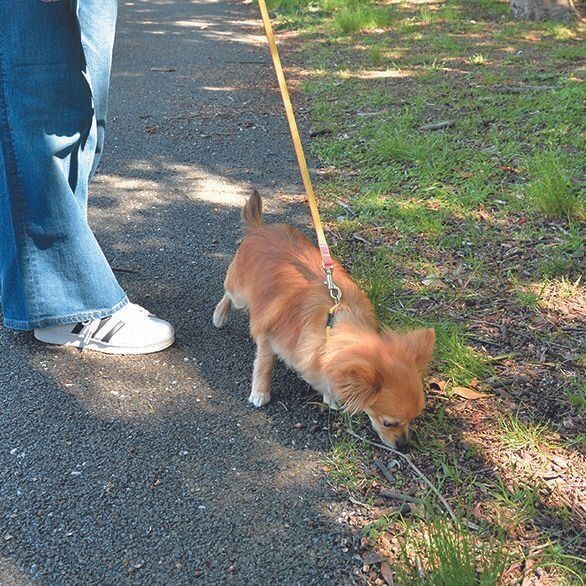 ニオイかぎはほかの人の迷惑にならない場所でさせましょう