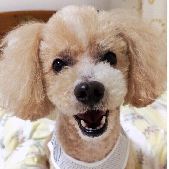 犬が床やケージ、ベッドなどをガリガリ掘る・ひっかく理由と対処法 いぬのきもち