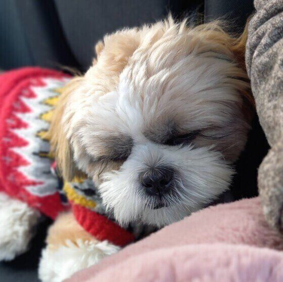 飼い主さんにくっついて寝るシー・ズー