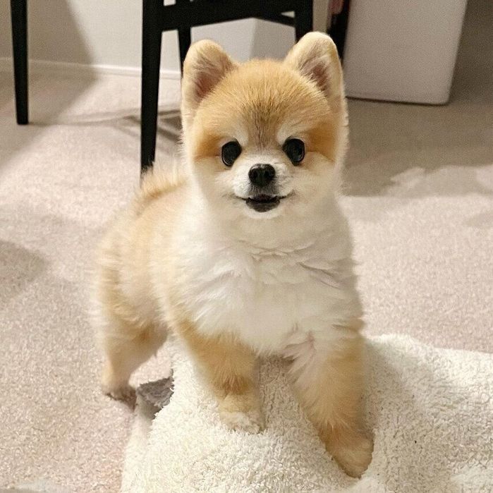 目をキラキラさせるトイちゃん