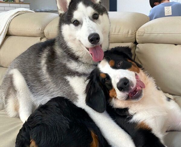 仲良しなシルバくんとダンテくん