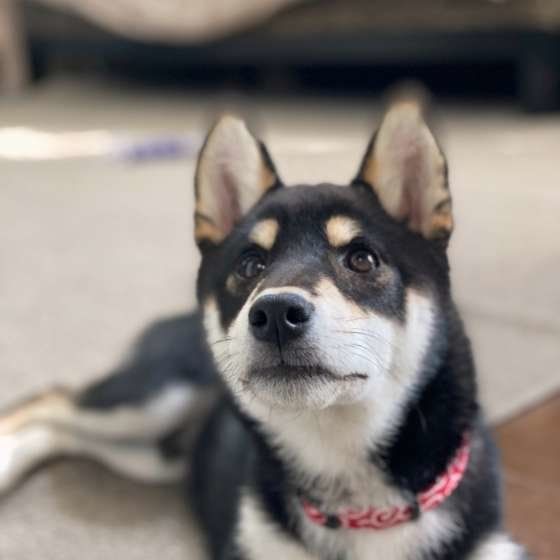 見つめる柴犬