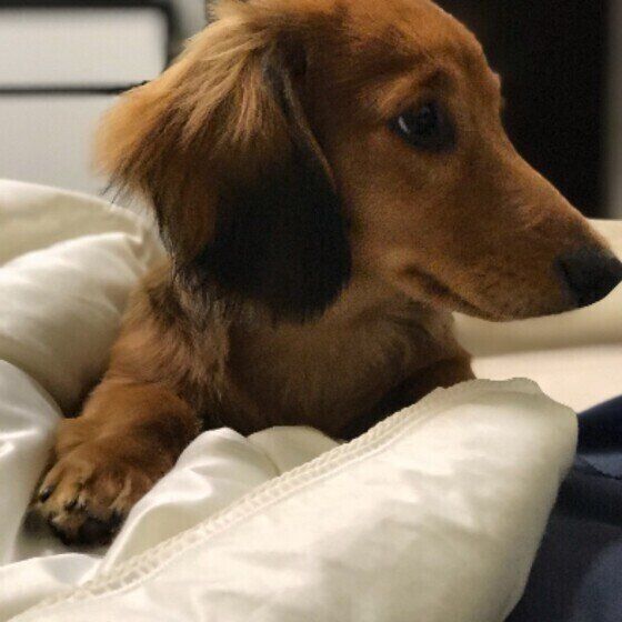 胸元に手を乗せて起こしてくるアルトくん