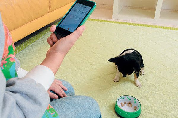 待てするチワワ