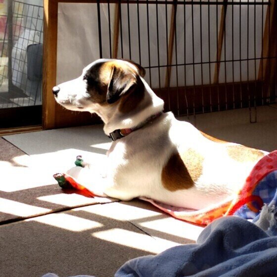 犬の ひなたぼっこ メリットだけでなく 注意したいことも 獣医師解説 いぬのきもちweb Magazine 犬の ひなたぼっこ メリットだけでなく 注意したいことも 獣医師解説 いぬのきもちweb Magazine