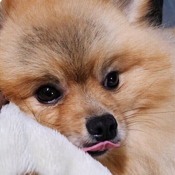 ベロを出すポメラニアン