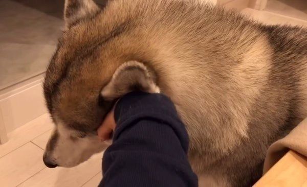 雑なお手をするシベリアン・ハスキー